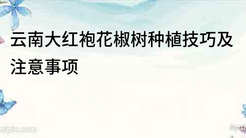 云南大紅袍花椒樹種植技巧及注意事項