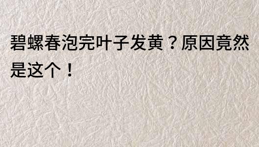 碧螺春泡完葉子發黃？原因竟然是這個！