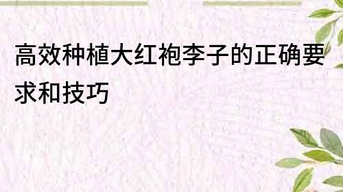 高效種植大紅袍李子的正確要求和技巧