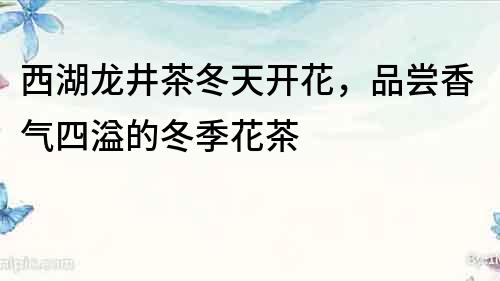 西湖龍井茶冬天開花，品嘗香氣四溢的冬季花茶