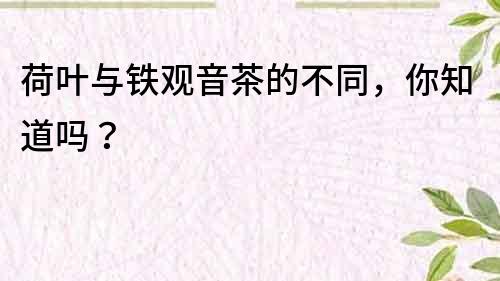 荷葉與鐵觀音茶的不同,你知道嗎?