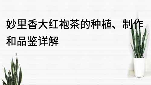 妙里香大紅袍茶的種植、制作和品鑒詳解