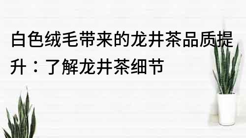 白色絨毛帶來的龍井茶品質提升：了解龍井茶細節