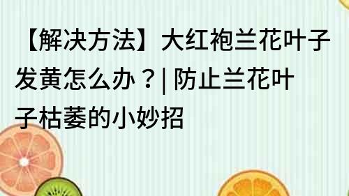 【解決方法】大紅袍蘭花葉子發黃怎么辦？| 防止蘭花葉子枯萎的小妙招
