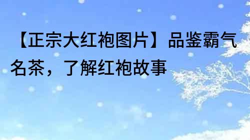 【正宗大紅袍圖片】品鑒霸氣名茶，了解紅袍故事