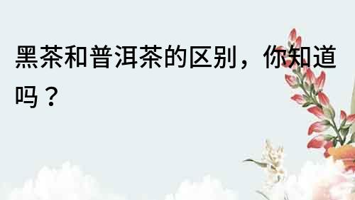 黑茶和普洱茶的區(qū)別，你知道嗎？