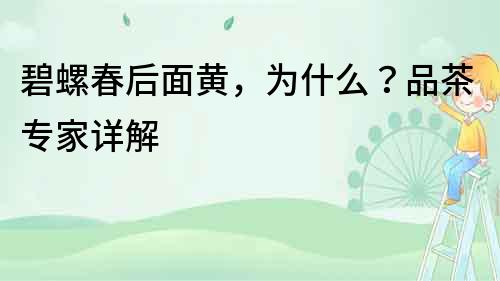 碧螺春后面黃，為什么？品茶專家詳解