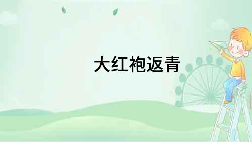 大紅袍返青