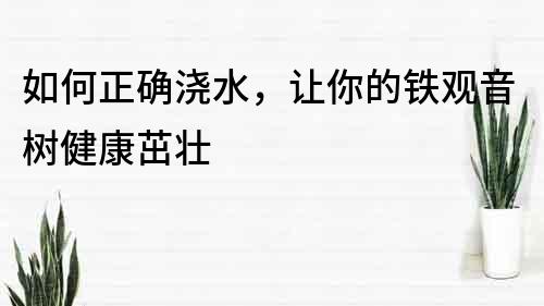 如何正確澆水，讓你的鐵觀音樹健康茁壯
