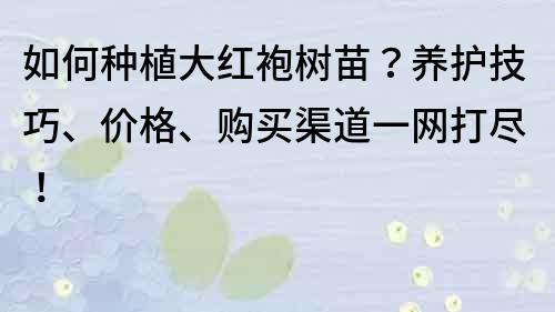 如何種植大紅袍樹苗？養(yǎng)護(hù)技巧、價格、購買渠道一網(wǎng)打盡！