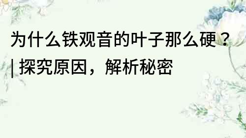 為什么鐵觀音的葉子那么硬？| 探究原因，解析秘密