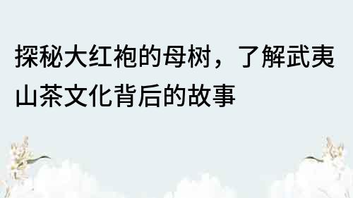 探秘大紅袍的母樹，了解武夷山茶文化背后的故事