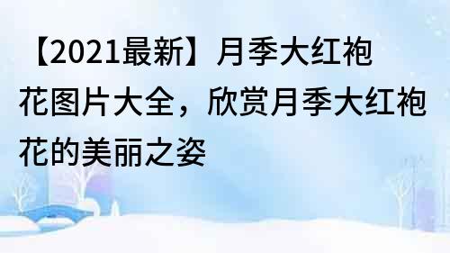 【2022最新】月季大紅袍花圖片大全，欣賞月季大紅袍花的美麗之姿