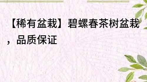 【稀有盆栽】碧螺春茶樹盆栽，品質保證