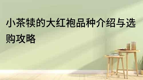小茶犢的大紅袍品種介紹與選購攻略