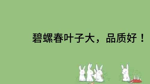 碧螺春葉子大，品質好！