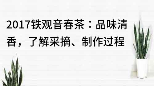 2017鐵觀音春茶：品味清香，了解采摘、制作過程