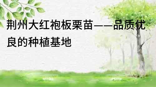 荊州大紅袍板栗苗——品質優良的種植基地
