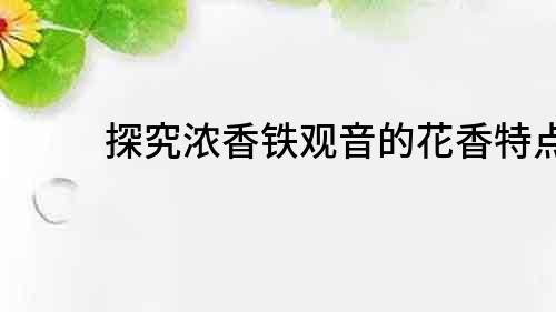 探究濃香鐵觀音的花香特點