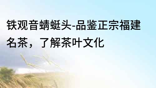 鐵觀音蜻蜓頭-品鑒正宗福建名茶，了解茶葉文化