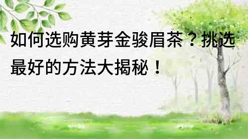 如何選購黃芽金駿眉茶？挑選最好的方法大揭秘！