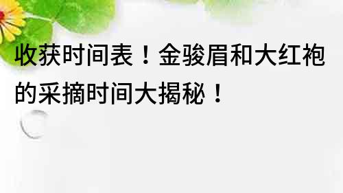 收獲時間表！金駿眉和大紅袍的采摘時間大揭秘！