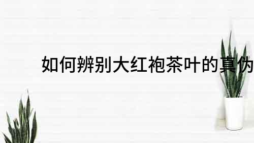 如何辨別大紅袍茶葉的真偽？