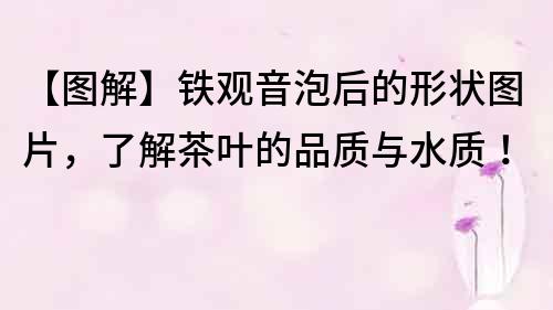 【圖解】鐵觀音泡后的形狀圖片，了解茶葉的品質與水質！