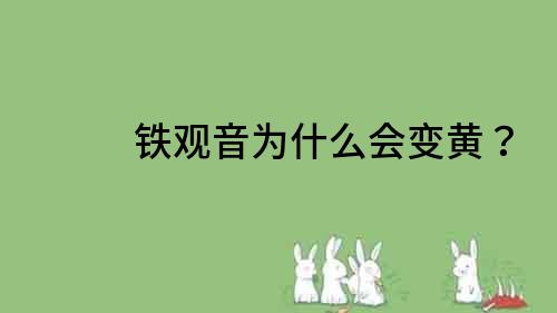 鐵觀音為什么會變黃？