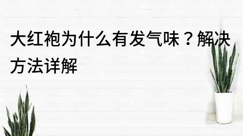 大紅袍為什么有發氣味？解決方法詳解