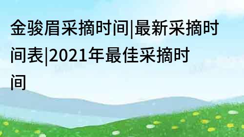 金駿眉采摘時間|最新采摘時間表|2022年最佳采摘時間