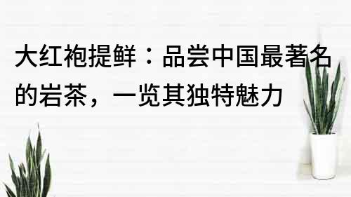 大紅袍提鮮：品嘗中國最著名的巖茶，一覽其獨特魅力