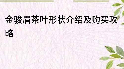 金駿眉茶葉形狀介紹及購買攻略