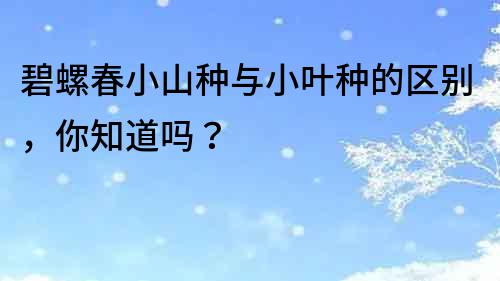 碧螺春小山種與小葉種的區(qū)別，你知道嗎？