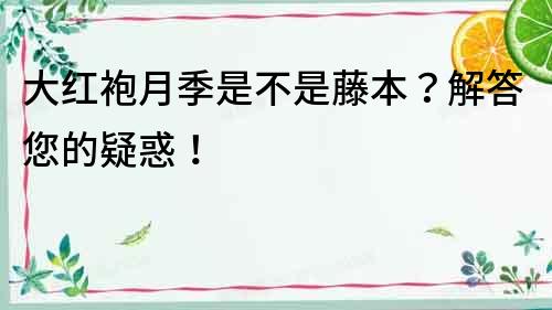 大紅袍月季是不是藤本？解答您的疑惑！