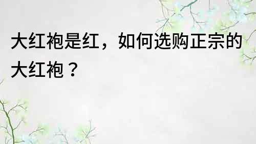 大紅袍是紅，如何選購正宗的大紅袍？