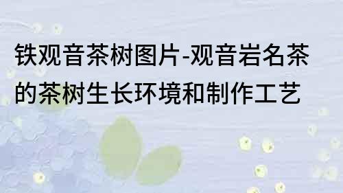 鐵觀音茶樹圖片-觀音巖名茶的茶樹生長環境和制作工藝
