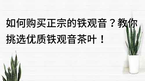 如何購買正宗的鐵觀音？教你挑選優質鐵觀音茶葉！