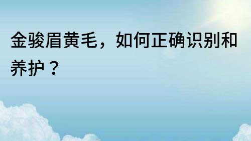 金駿眉黃毛，如何正確識別和養護？