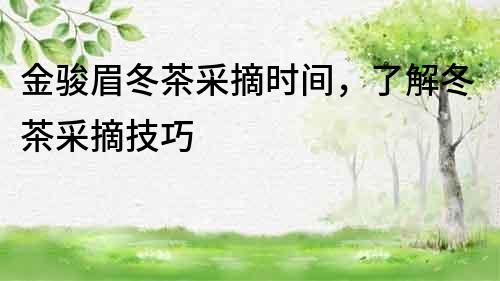 金駿眉冬茶采摘時間，了解冬茶采摘技巧