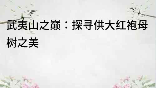武夷山之巔：探尋供大紅袍母樹之美