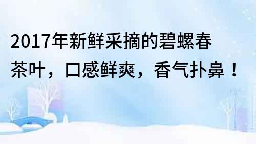 2017年新鮮采摘的碧螺春茶葉，口感鮮爽，香氣撲鼻！