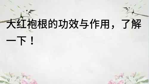大紅袍根的功效與作用，了解一下！