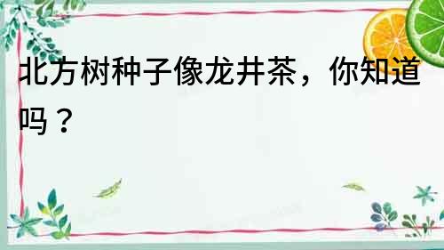 北方樹種子像龍井茶，你知道嗎？