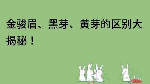 金駿眉、黑芽、黃芽的區(qū)別大揭秘！