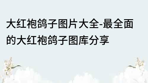 大紅袍鴿子圖片大全-最全面的大紅袍鴿子圖庫分享