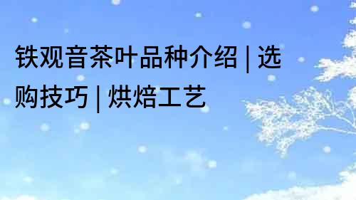 鐵觀音茶葉品種介紹 | 選購技巧 | 烘焙工藝