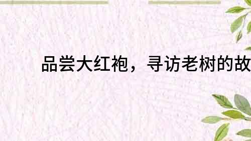 品嘗大紅袍，尋訪老樹的故事