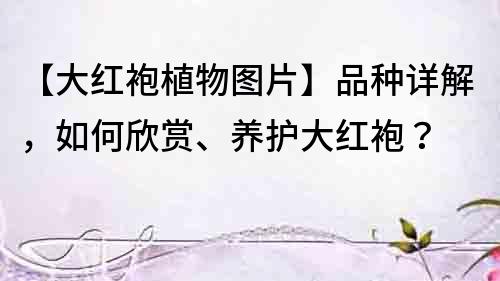 【大紅袍植物圖片】品種詳解，如何欣賞、養護大紅袍？