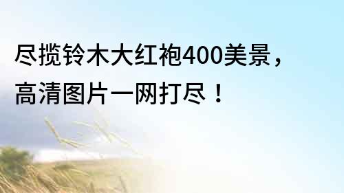 盡攬鈴木大紅袍400美景，高清圖片一網打盡！